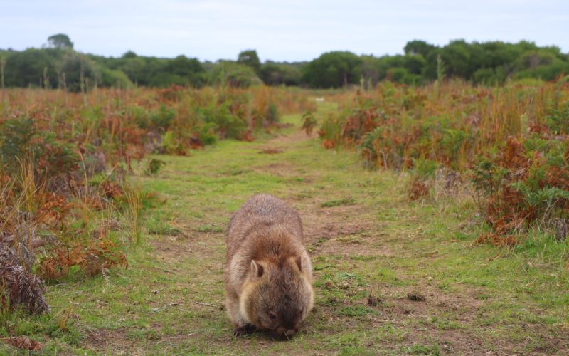 Wombat dans un parc naturel en Australie.