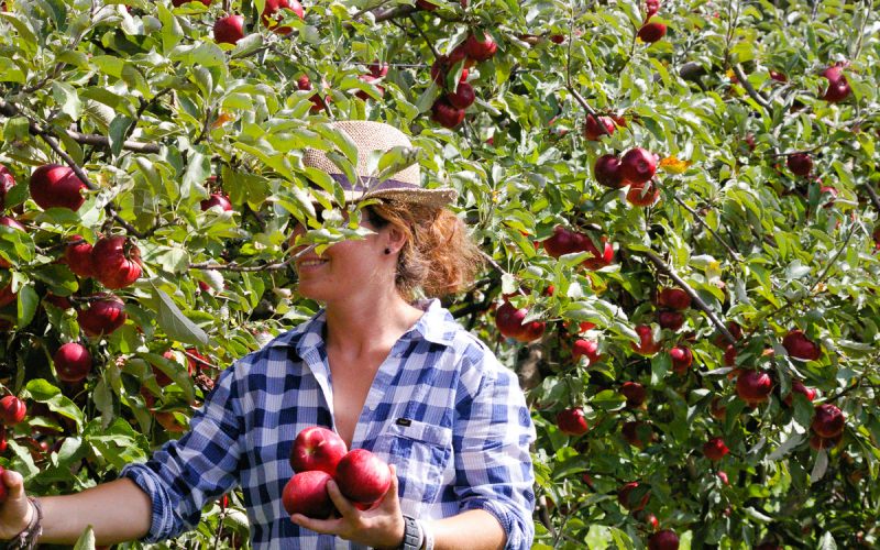Une femme récoltant des fruits dans le cadre d'un visa de travail temporaire en Angleterre. 