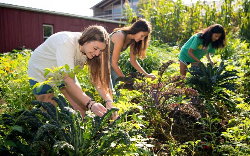 Des femmes travaillant dans une ferme agricole.