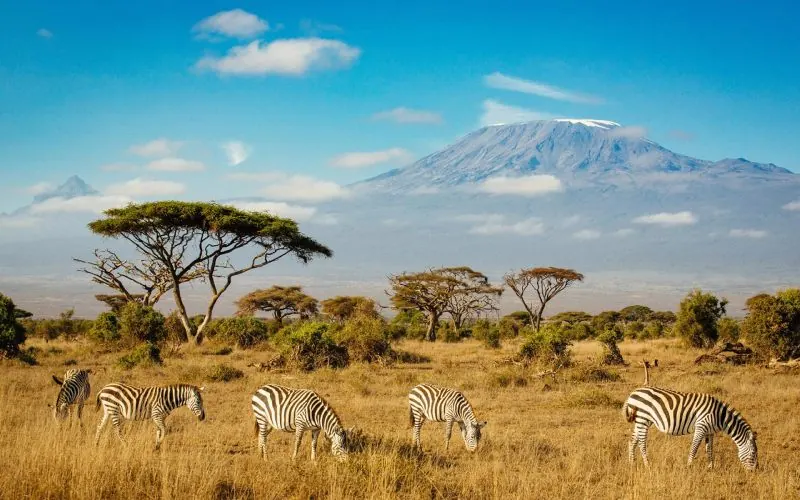 Une savane au Kenya avec des zèbres. 